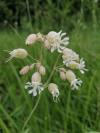 Silene vulgaris