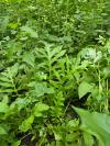 Cirsium oleraceum