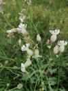 Silene vulgaris