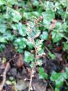 Neottia ovata