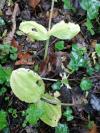 Neottia ovata