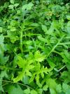 Cirsium oleraceum