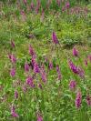 Digitalis purpurea