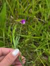 Lathyrus hirsutus