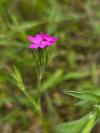Dianthus armeria