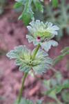 Lamium amplexicaule
