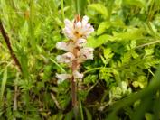 Orobanche picridis-hieracioidis