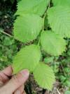 Ulmus laevis