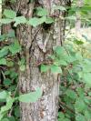 Ulmus laevis
