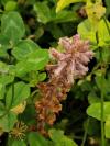 Orobanche minor