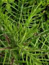 Cirsium eriophorum