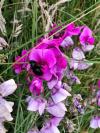 Lathyrus odoratus