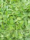 Betonica officinalis
