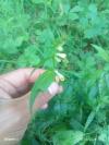 Melampyrum pratense
