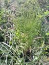 Equisetum telmateia