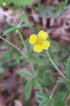 Potentilla erecta