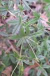 Potentilla erecta