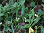 Melampyrum pratense
