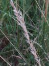 Arrhenatherum elatius