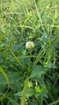 Dipsacus pilosus
