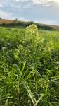 Thalictrum flavum