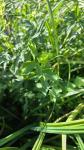 Thalictrum flavum