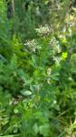 Thalictrum flavum