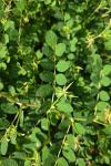 Astragalus glycyphyllos