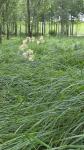 Thalictrum flavum