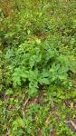 Cirsium oleraceum