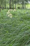 Thalictrum flavum