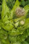 Cirsium oleraceum