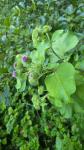 Arctium minus
