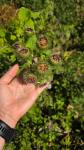 Arctium lappa