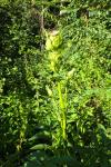 Cirsium oleraceum