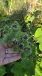 Arctium lappa