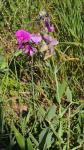 Lathyrus latifolius