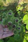 Arctium lappa