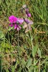 Lathyrus latifolius