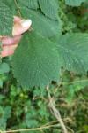 Ulmus glabra