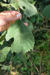 Ulmus glabra