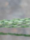 Digitaria sanguinalis