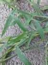 Digitaria sanguinalis