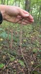 Carex pendula