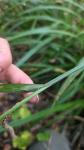 Carex pendula