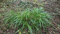 Carex pendula