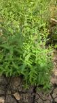 Epilobium