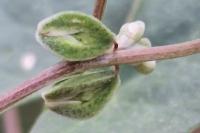 Fallopia convolvulus
