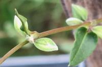 Fallopia convolvulus