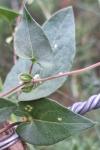 Fallopia convolvulus